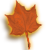 Оранжевый лист